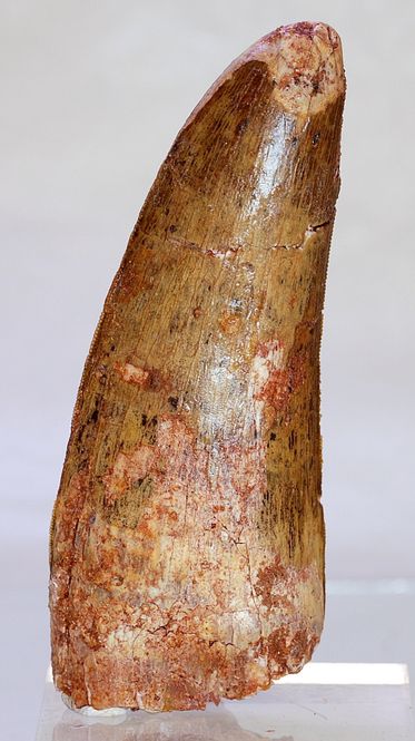 Hovedbilde Diger Carcharodontosaurus-tann! 9,6 cm