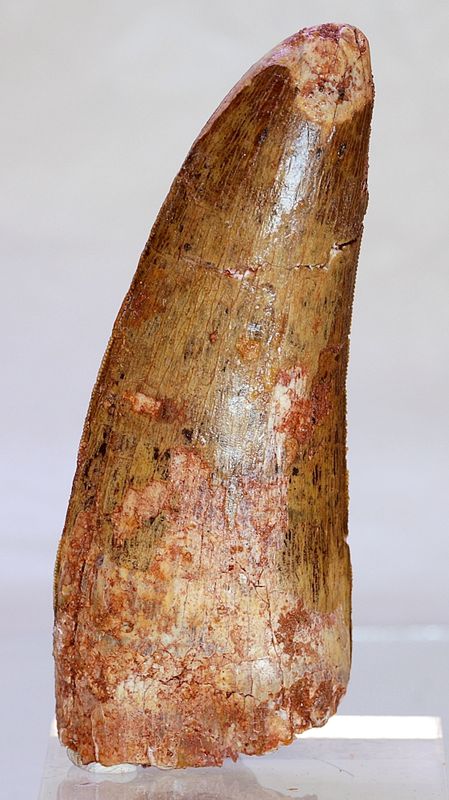Diger Carcharodontosaurus-tann! 9,6 cm