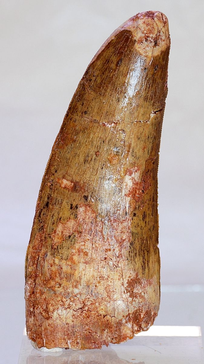 Diger Carcharodontosaurus-tann! 9,6 cm