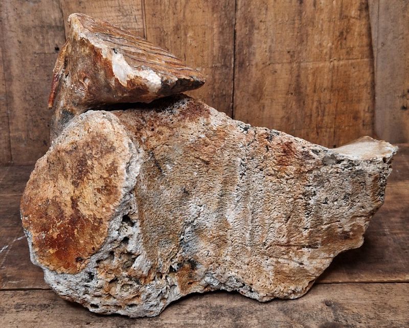 Underkjeve med jeksel fra mammut (minst 40,000 år)