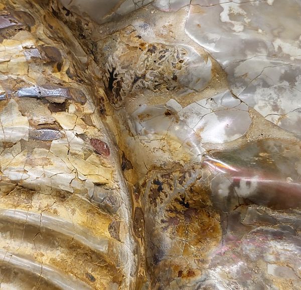 Hovedbilde Kjempeammonitt (Kranaosphinctes sp.)