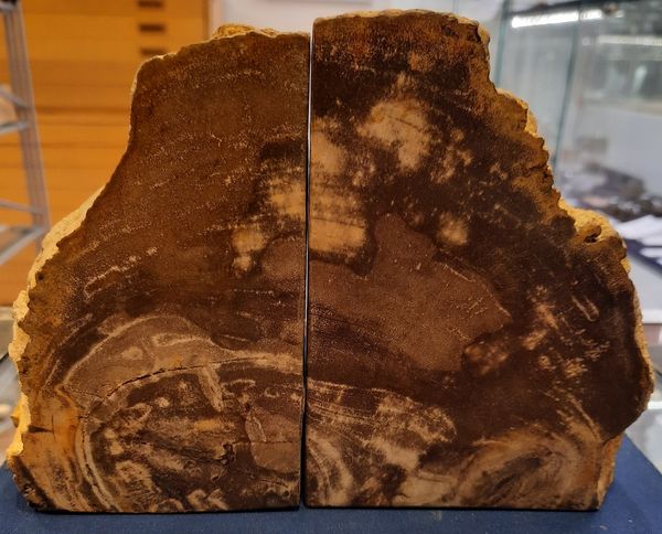 Hovedbilde Bokstøtter av fossilt tre, Indonesia