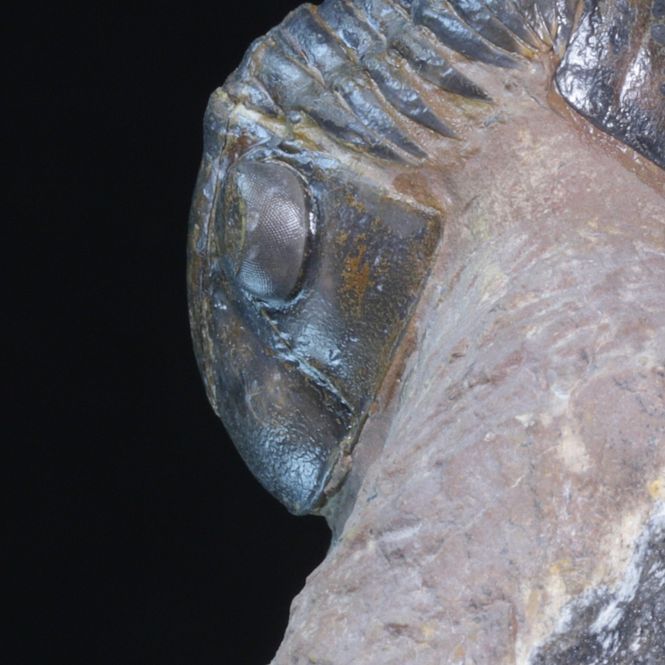 Hovedbilde Trilobitt (Paralejurus brongniarti)