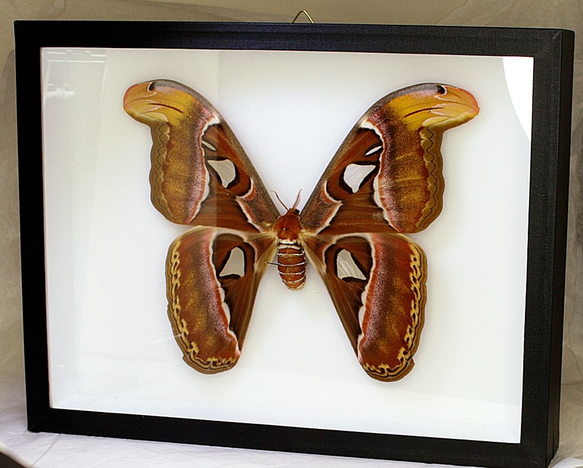 SOLGT! Atlasspinner, Attacus atlas, hunn, ramme: 30 x 23 x 5,4 cm