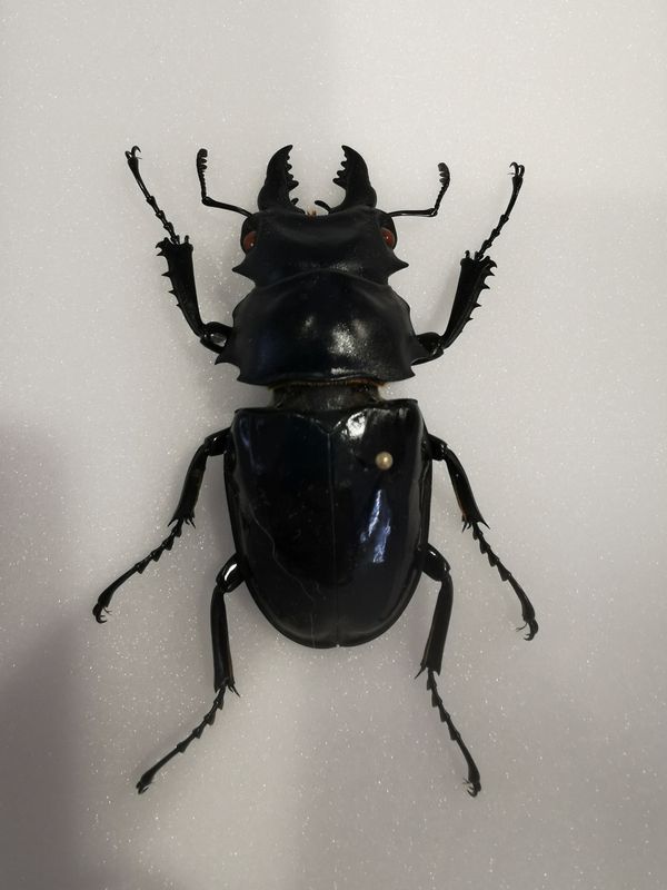 Hjortebille (Odontolabis sp.), ramme: 15 x 18 x 5,4 cm