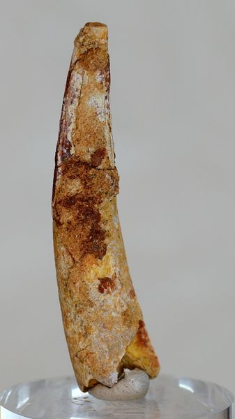 Hovedbilde Tann av flygeøgle (pterosaur)