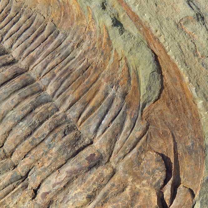 Hovedbilde Kjempetrilobitt (Acaparadoxides briareus)