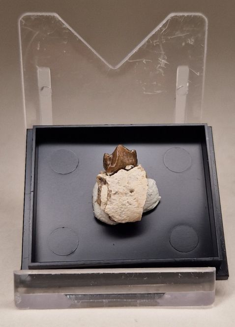 Hovedbilde Leptomeryx sp. kjevedel (30 mill år)