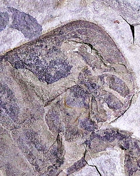 Hovedbilde Fossil sjøskorpion (Eurypterus remipes)