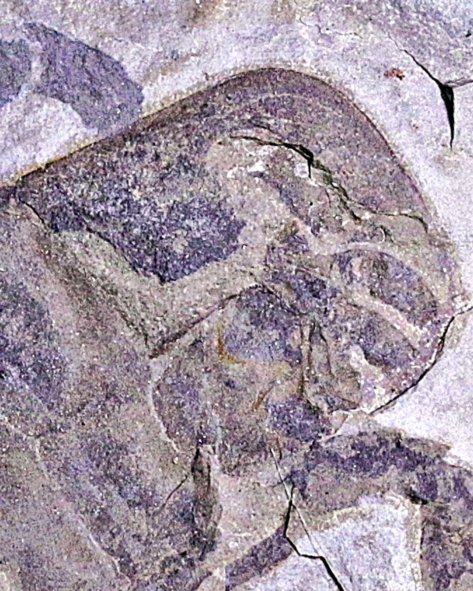 Fossil sjøskorpion (Eurypterus remipes)
