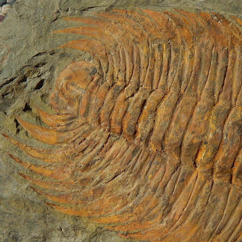 Kjempetrilobitt (Acaparadoxides forteyi)