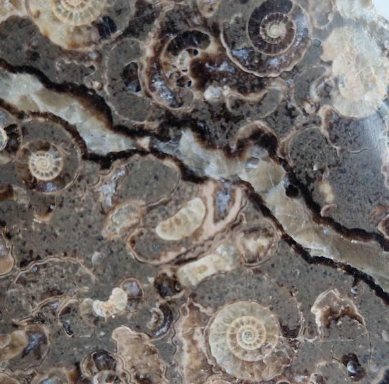 Promicroceras sp. (ammonittplate)