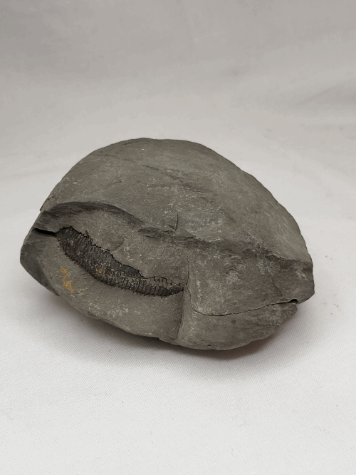 Hovedbilde Ammonitt (Dactylioceras sp.), delt nodul, Whitby, England