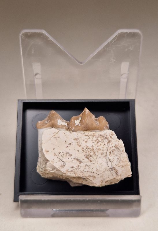 Leptomeryx sp. kjevedel (30 mill år)