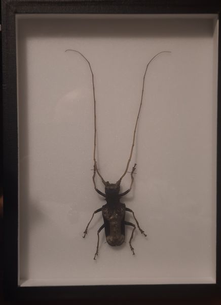 Hovedbilde Diger trebukk (Petrognatha gigas), hann