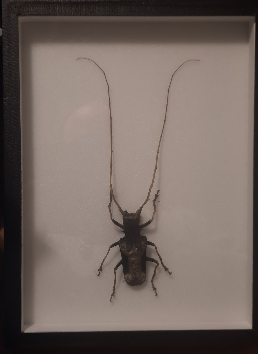 Diger trebukk (Petrognatha gigas), hann