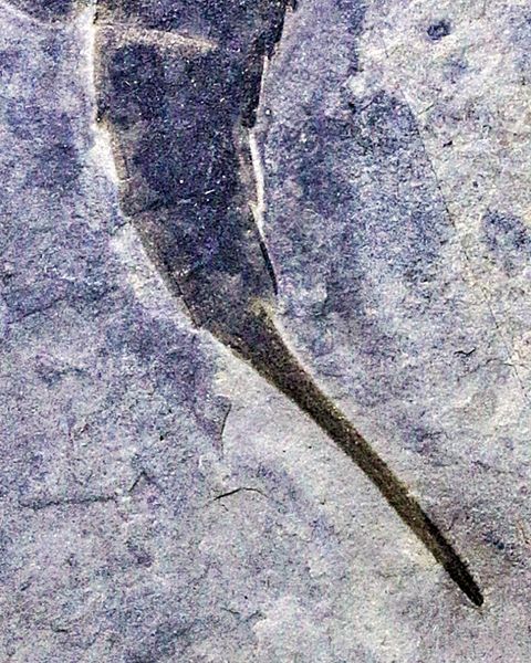 Hovedbilde Fossil sjøskorpion (Eurypterus remipes)