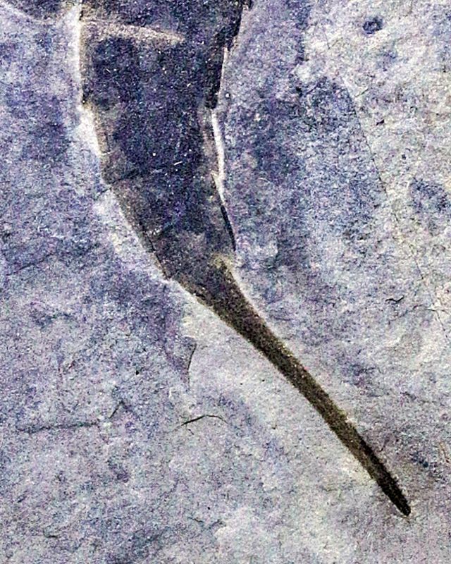 Fossil sjøskorpion (Eurypterus remipes)