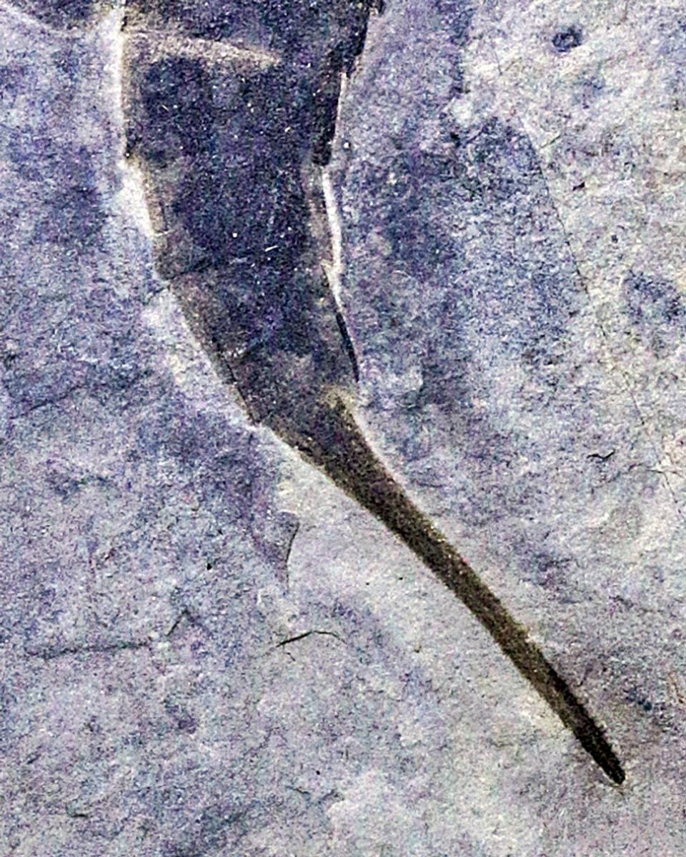Fossil sjøskorpion (Eurypterus remipes)