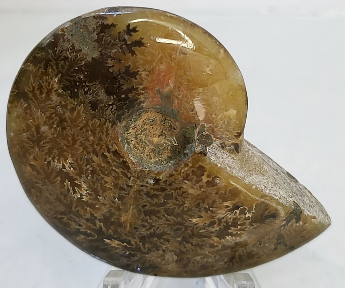 Polert fossil ammonitt fra krittperioden, ca. 110 mill. år
