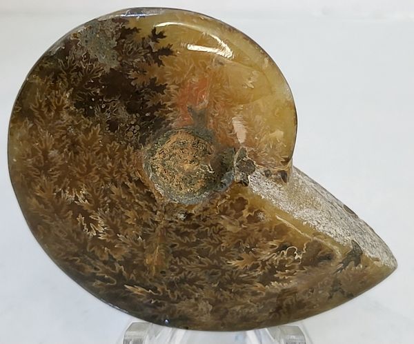 Hovedbilde Polert fossil ammonitt fra krittperioden, ca. 110 mill. år