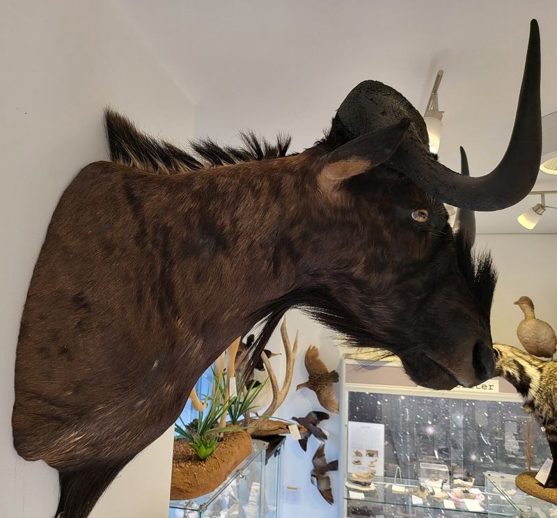 Hvithalegnu (Connochaetes gnou), skuldermontasje, utstoppet