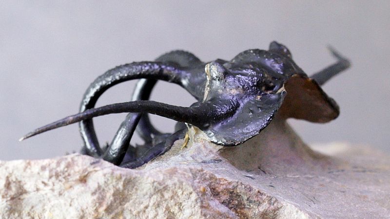 Trilobitt (Dicranurus monstrosus)