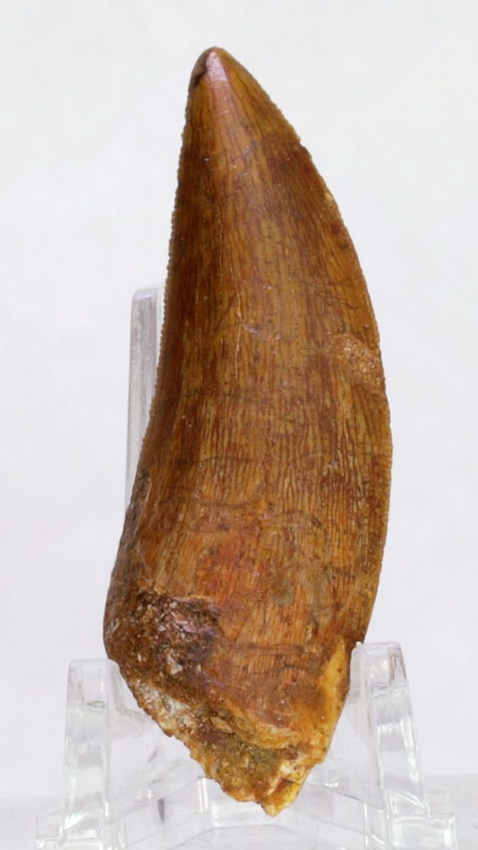 Carcharodontosaurus-tann, 5,4 cm