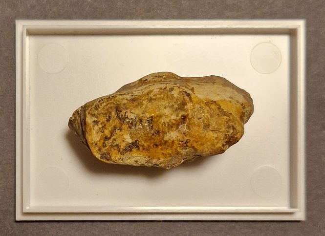 Hovedbilde Del av hulebjørnknokkel (Ursus spelaeus)