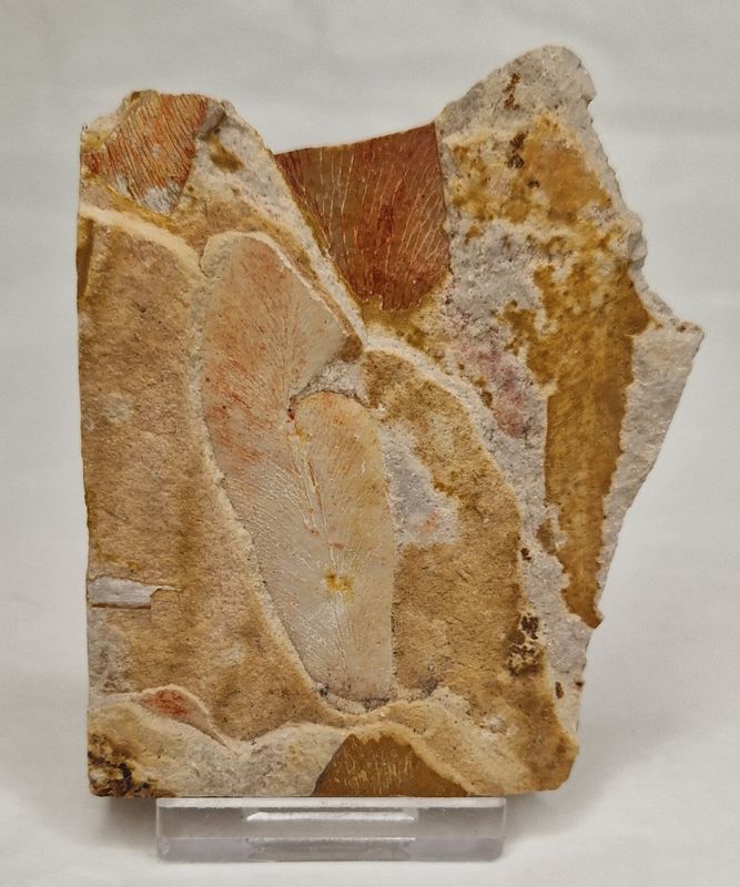 Glossopteris bladfossil (250 mill år)