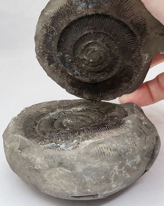 Hovedbilde Ammonitt (Dactylioceras sp.), delt nodul, Whitby, England