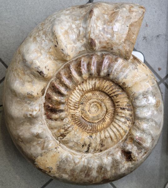 Hovedbilde Kjempeammonitt (Kranaosphinctes sp.)