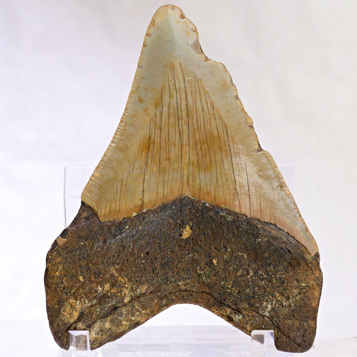 Megalodon-tann (8,7 cm), South Carolina, USA
