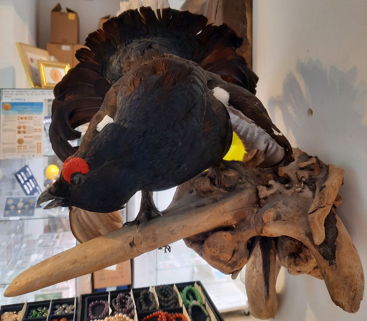 Orrhane (Lyrurus tetrix), utstoppet, veggmontasje