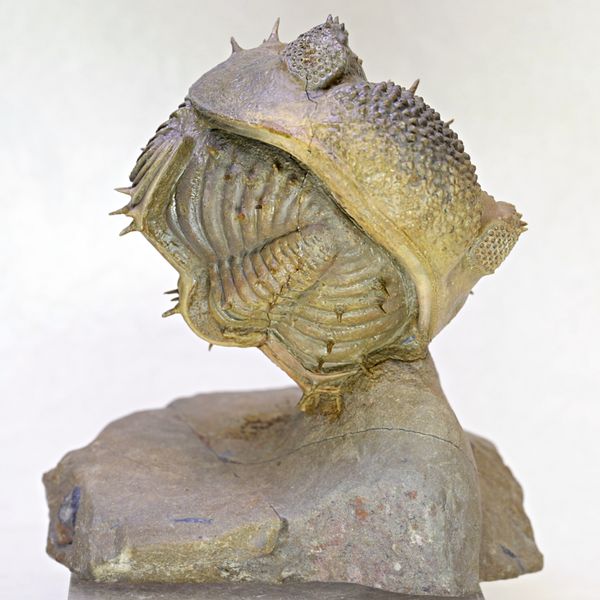 Hovedbilde Stor trilobitt (Drotops armatus), sammenrullet