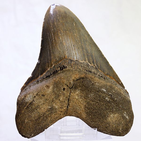 Hovedbilde Megalodon-tann (11,5 cm), South Carolina, USA