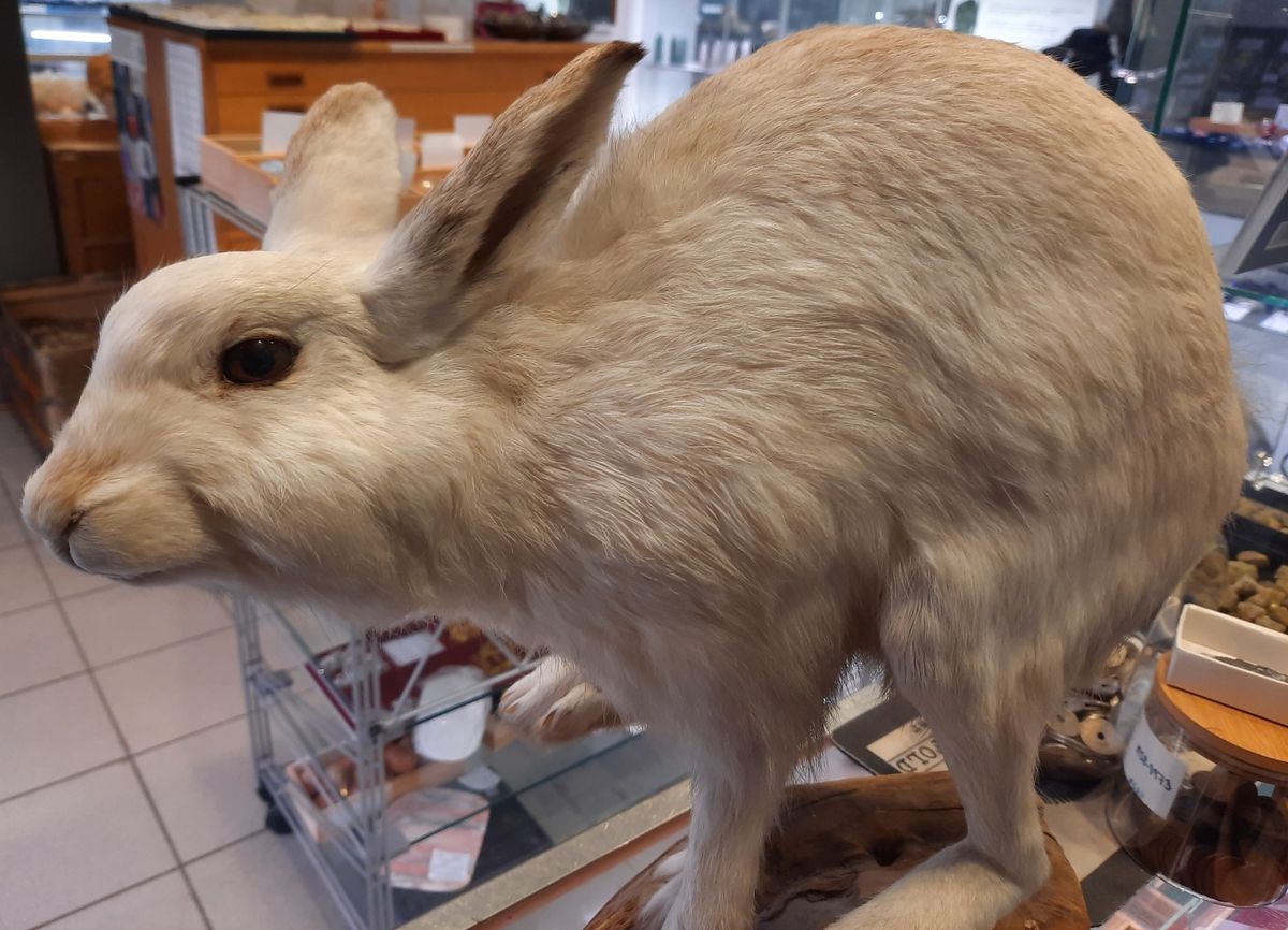 RESERVERT! Hare (Lepus timidus), utstoppet