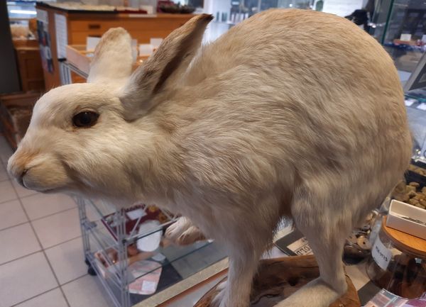 Hovedbilde RESERVERT! Hare (Lepus timidus), utstoppet