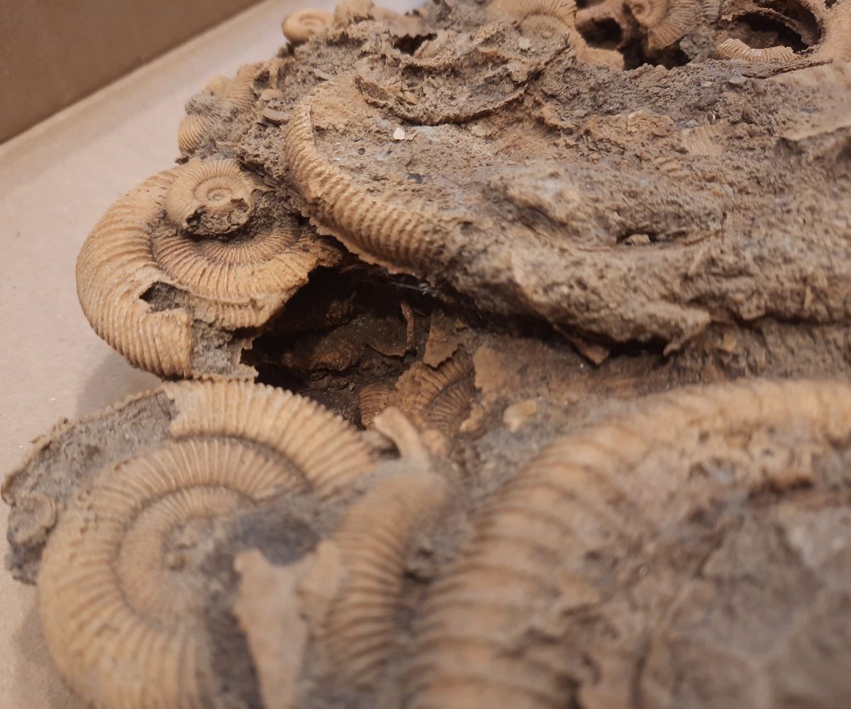 Massedødplate av Dactylioceras-ammonitter
