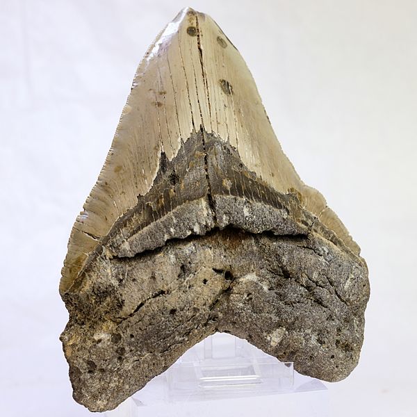 Hovedbilde Megalodon-tann (13,2 cm), South Carolina, USA