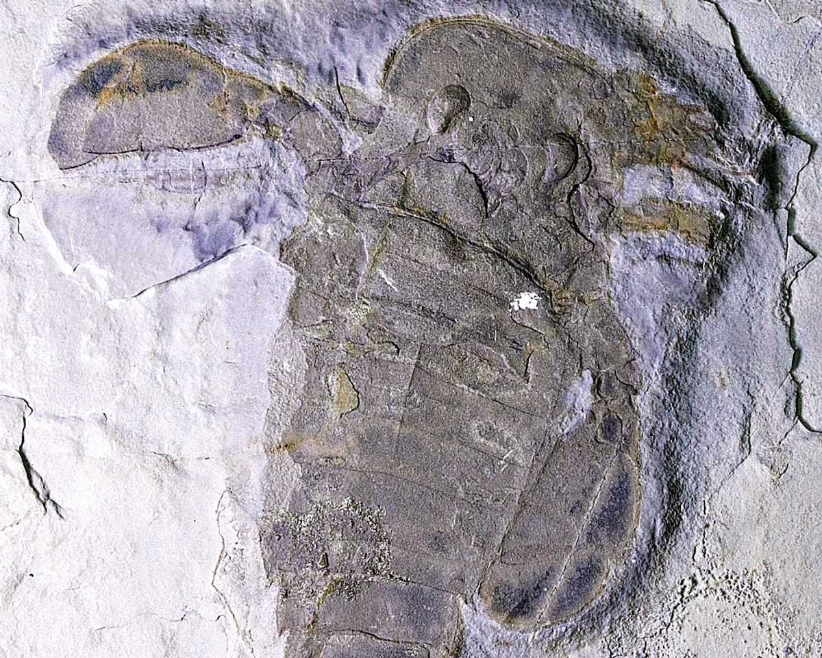Fossil sjøskorpion (Eurypterus remipes)