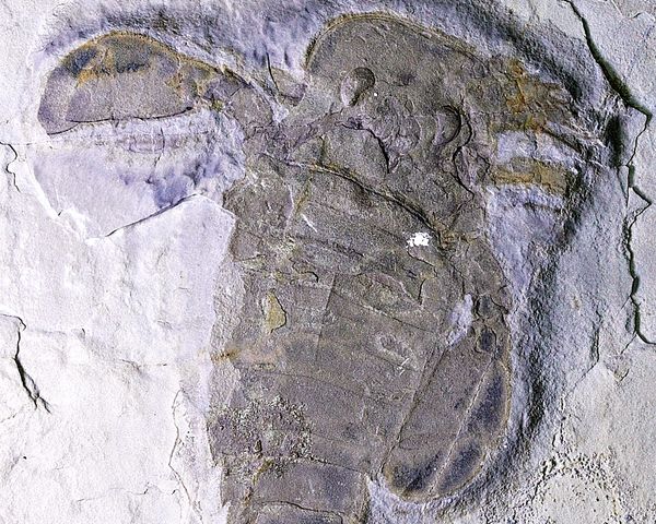 Hovedbilde Fossil sjøskorpion (Eurypterus remipes)