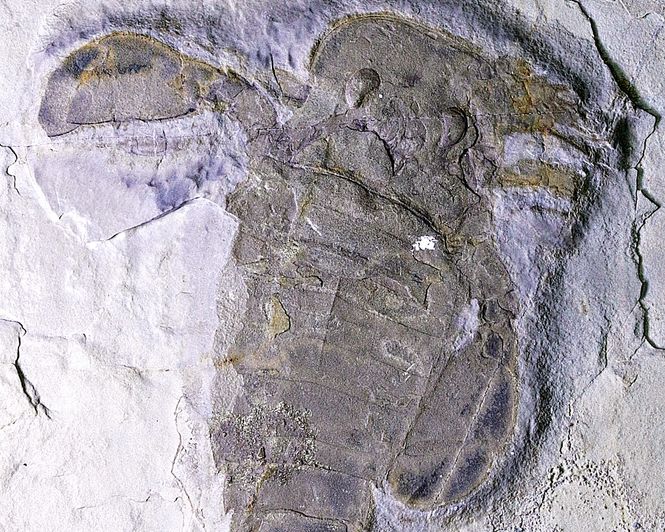 Hovedbilde Fossil sjøskorpion (Eurypterus remipes)