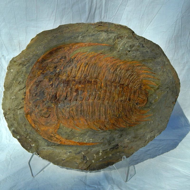 Kjempetrilobitt (Acaparadoxides forteyi)