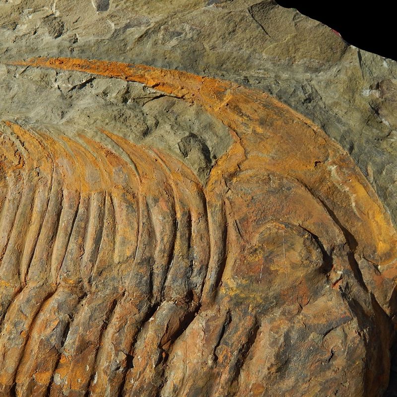 Kjempetrilobitt (Acaparadoxides forteyi)