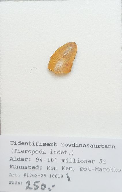 Hovedbilde Uidentifisert rovdinosaurtann (94-101 mill år)