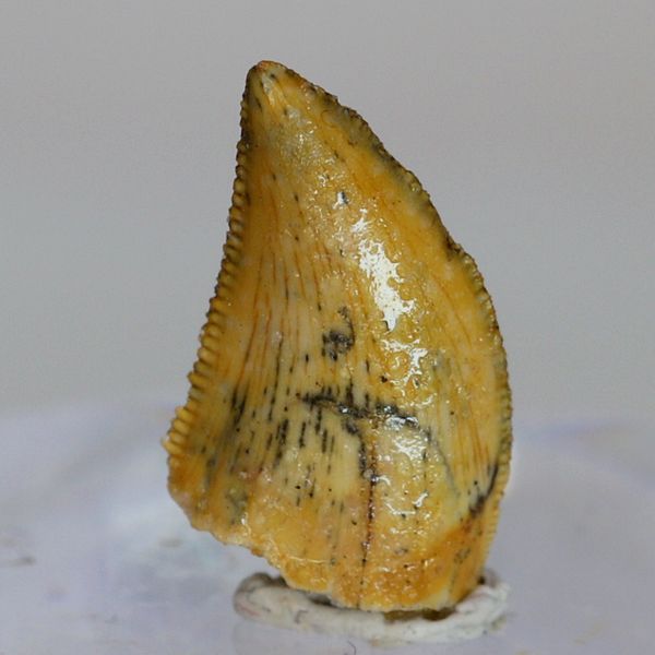 Hovedbilde Uidentifisert rovdinosaurtann (94-101 mill år)