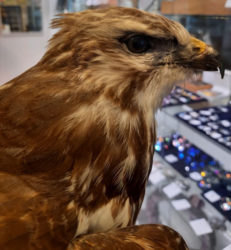 Musvåk (Buteo buteo), utstoppet