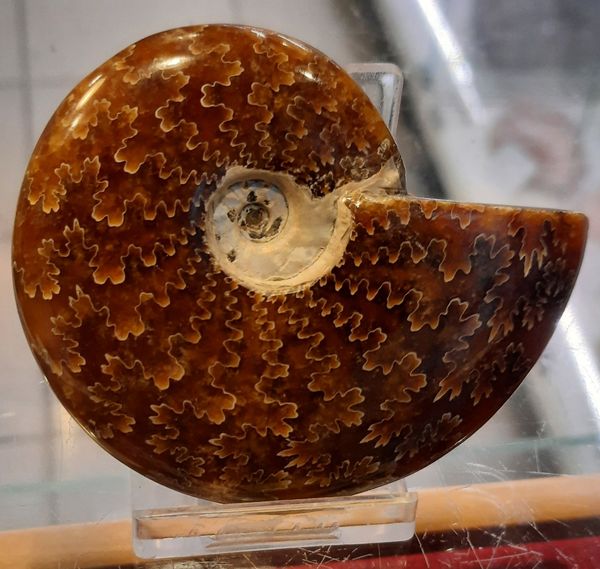 Hovedbilde Fossil ammonitt, polert, tydelige suturlinjer, 110 mill. år