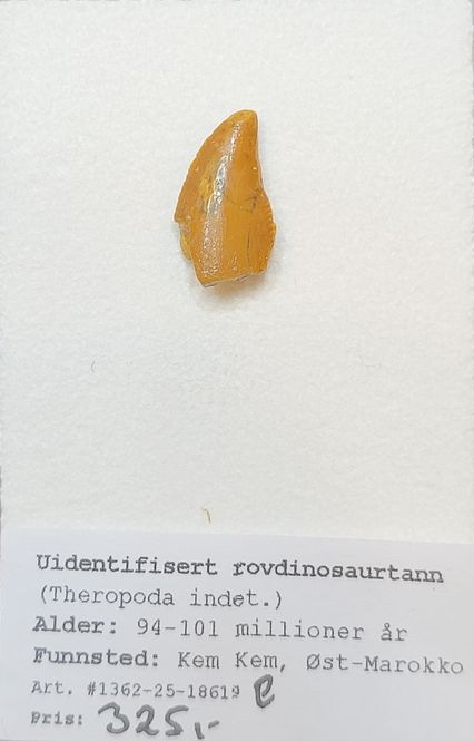 Hovedbilde Uidentifisert rovdinosaurtann (94-101 mill år)